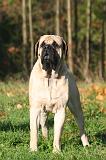 MASTIFF 323